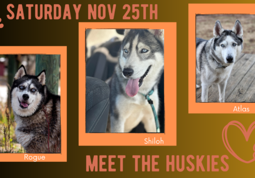 images of huskies