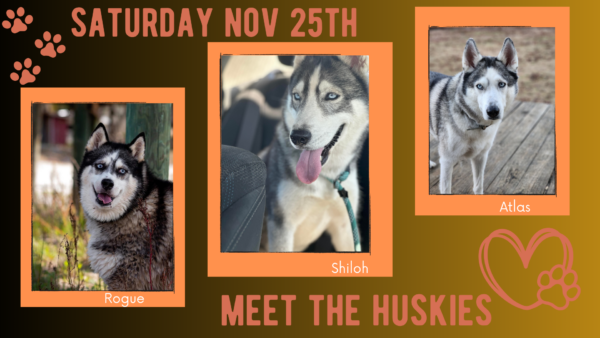 images of huskies