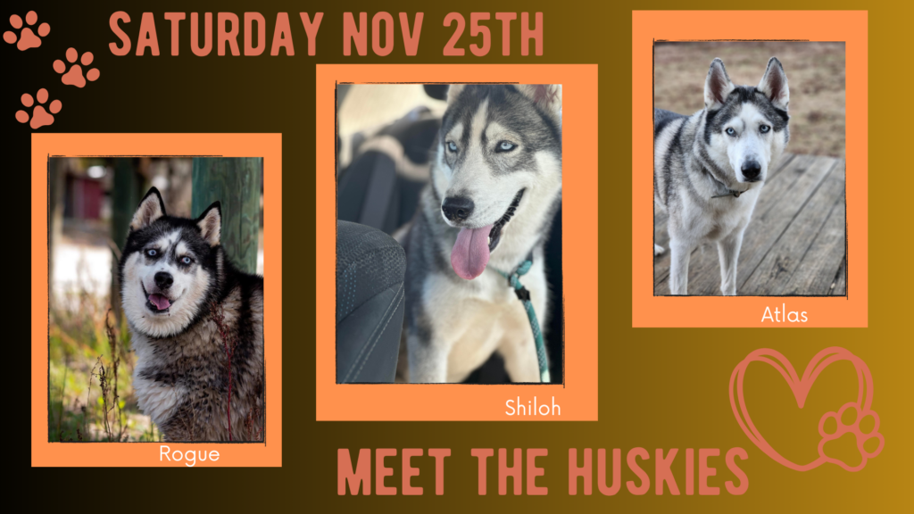 images of huskies