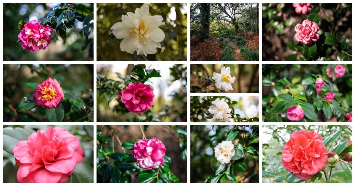 montage of blooming camellias
