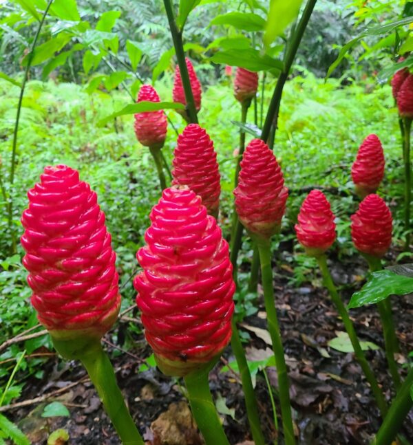 blooming ginger plants
