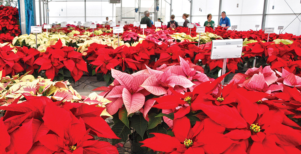 collection of colorful poinsettia plants