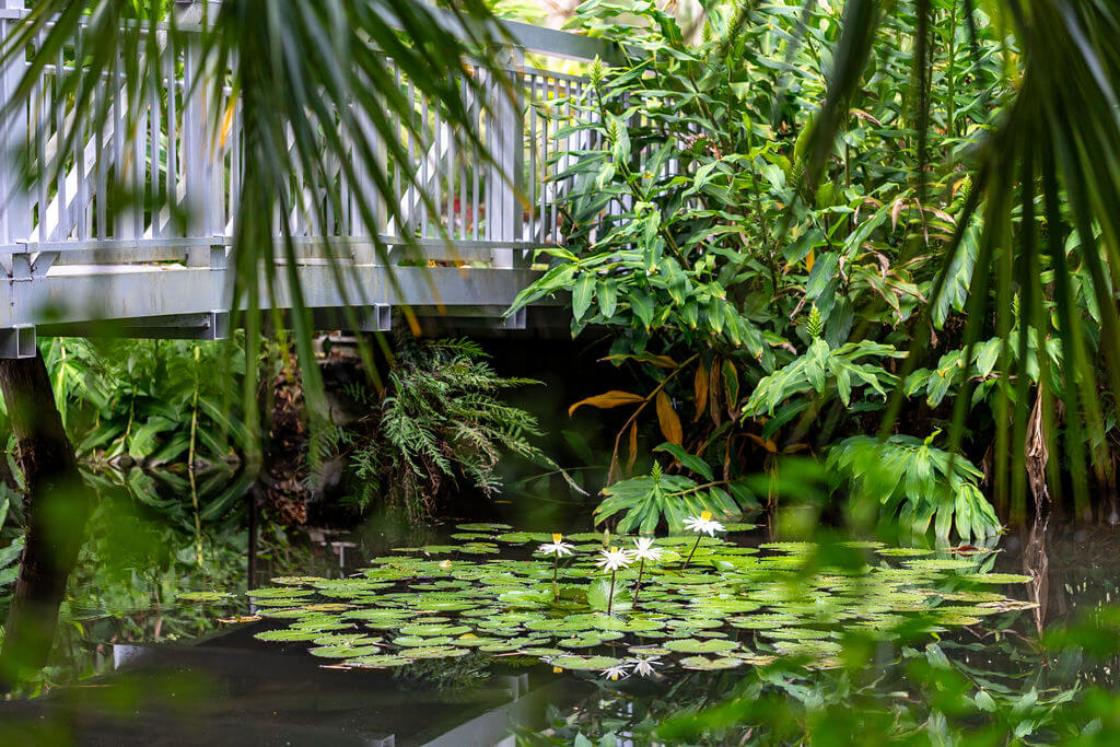 bridge and blooming water lily at kanapaha botanical gardens