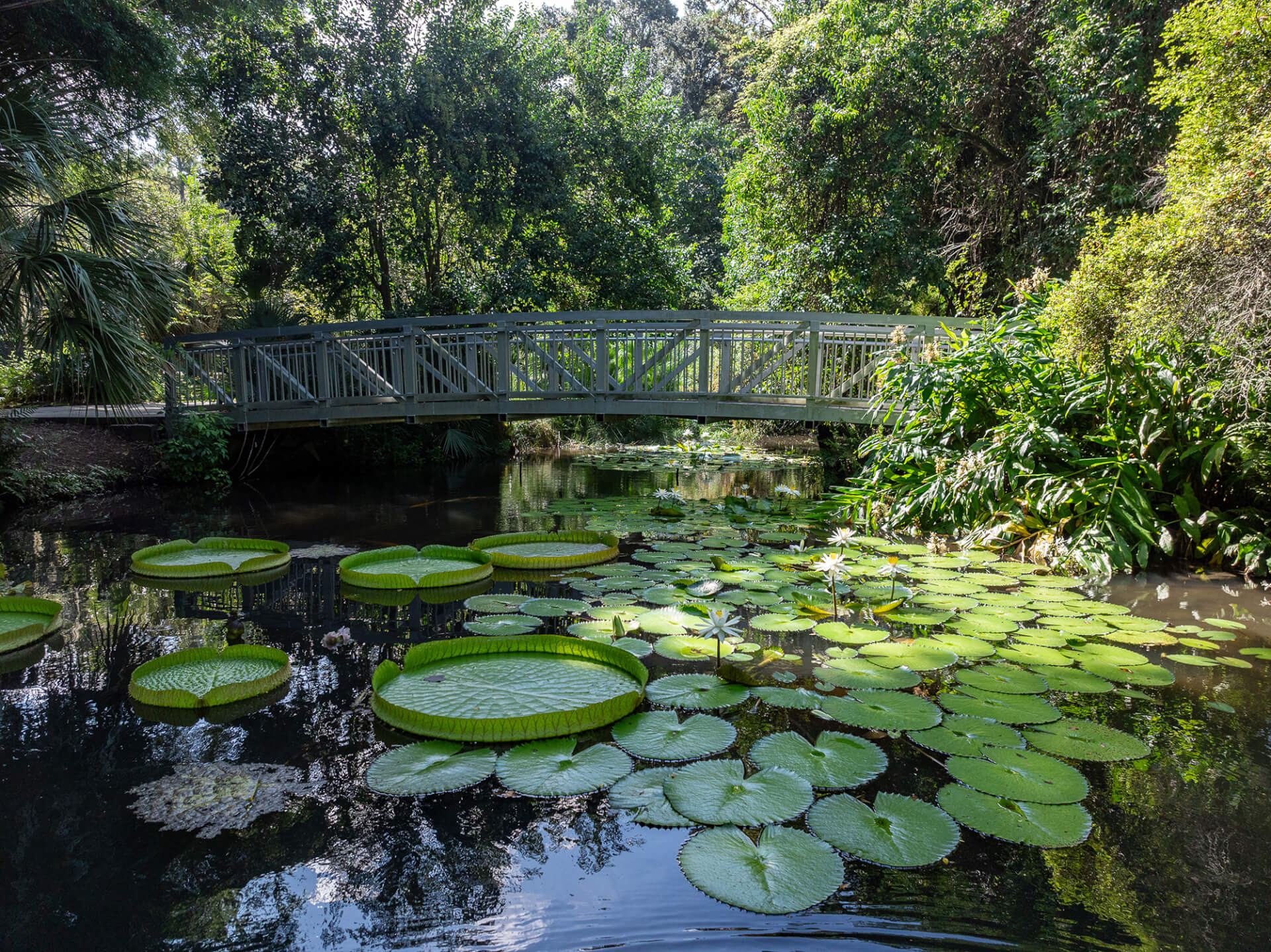 lilies under a bridge a kanapaha botanical gardens