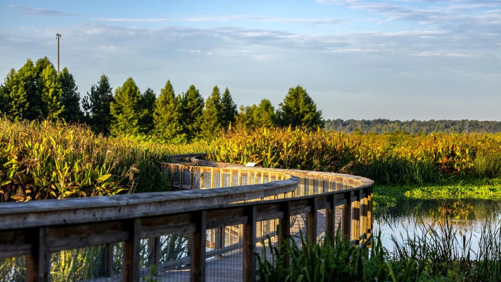 Bird Walk at Sweetwater Wetlands Park boardwalk at sweetwater wetlands park
