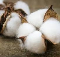 image of a cotton boll