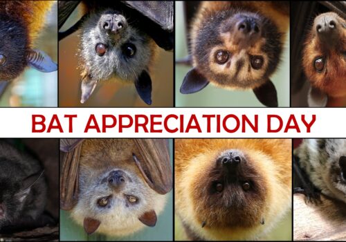 bat appreciation day