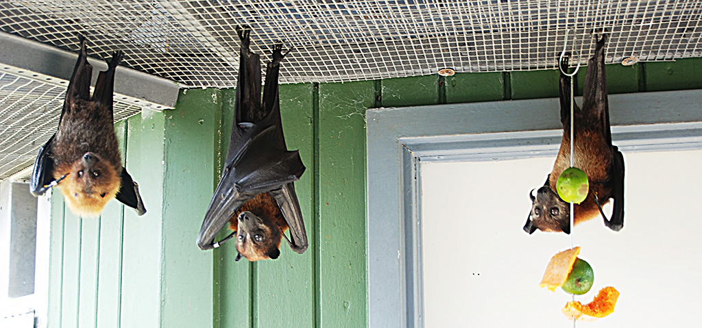 bats hanging upaide down at lubee bat conservancy