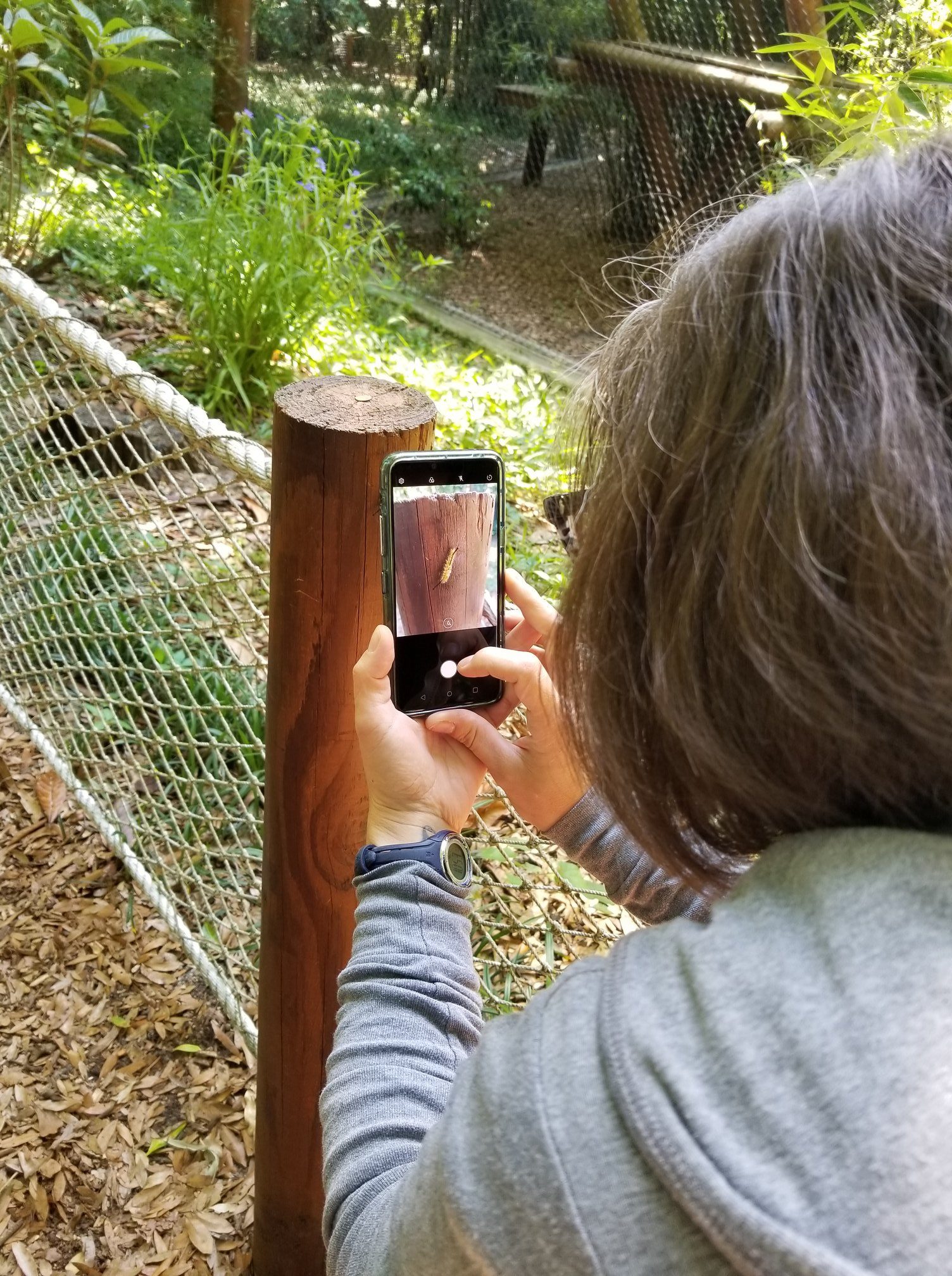 Woman taking a photo of a caterpillar on her phone