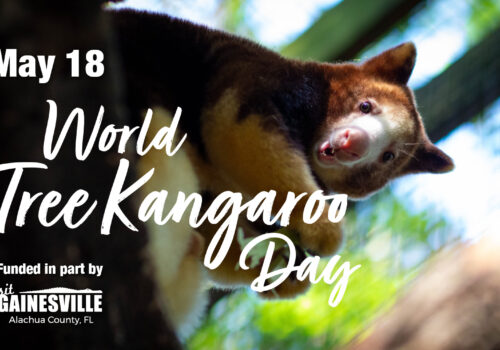 world tree kangaroo day