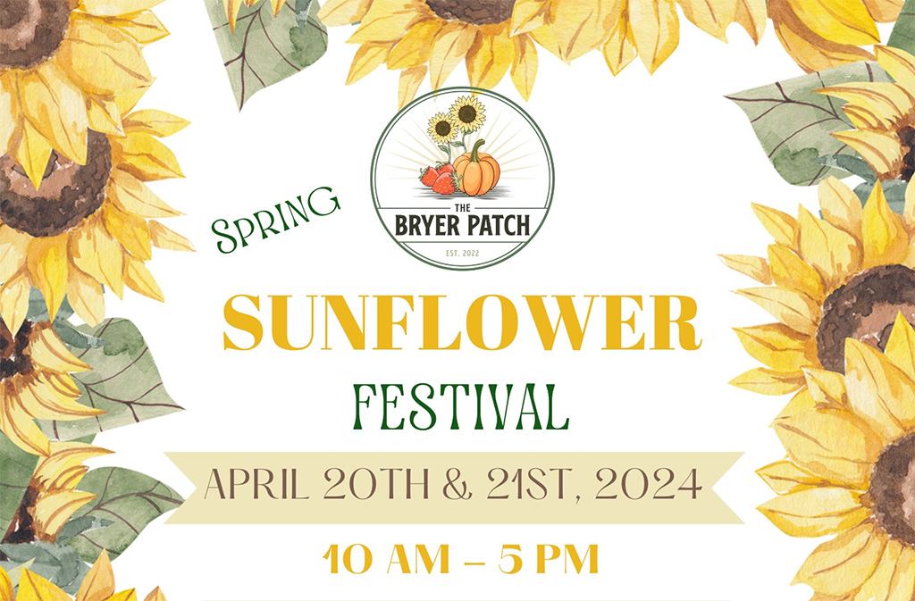 sunflower festival at the bryer patch
