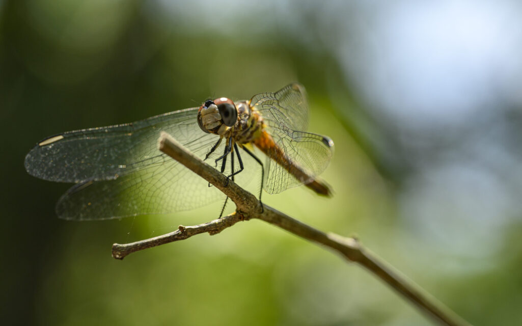 close up photo of dragonfly