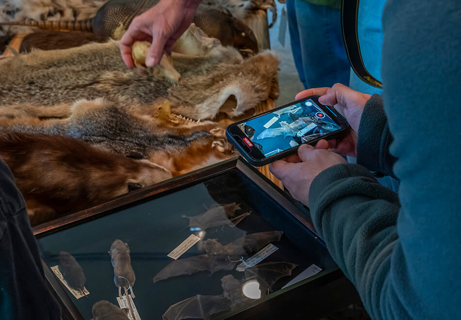 people examining display of mammal fur