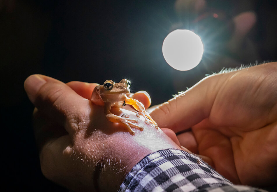 frog being held in someone's hands