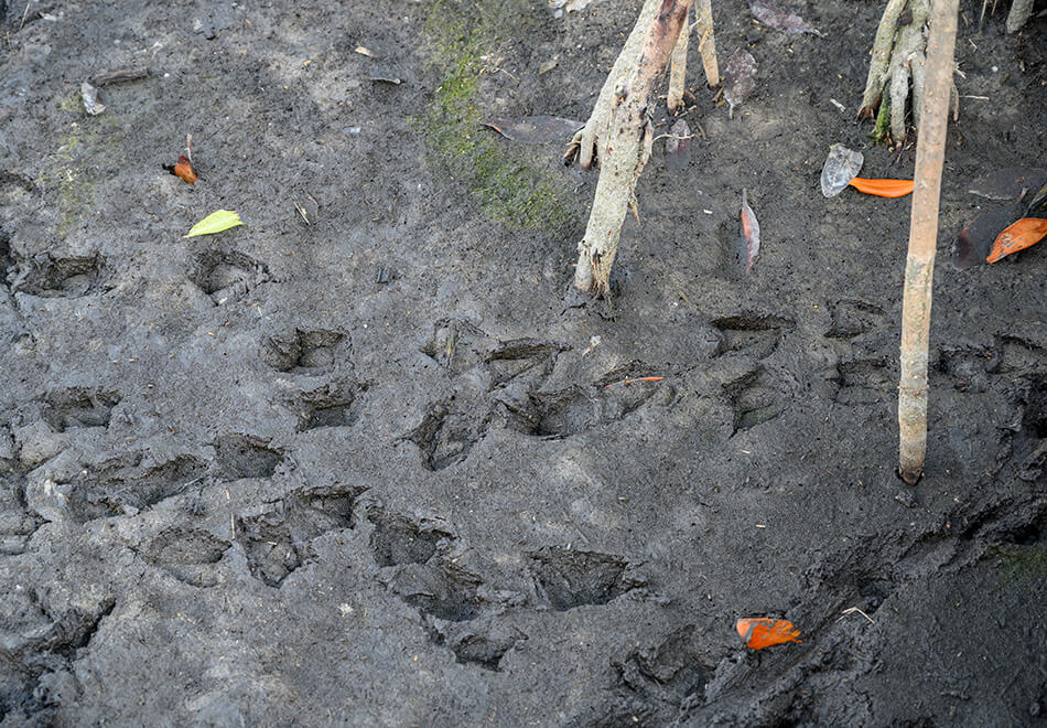 tracks in mud
