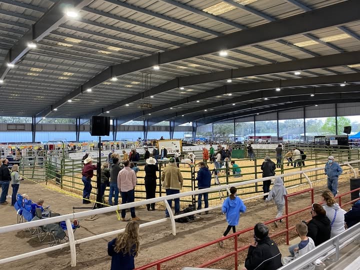 Alachua County Youth Fair 4-H and FFA livestock