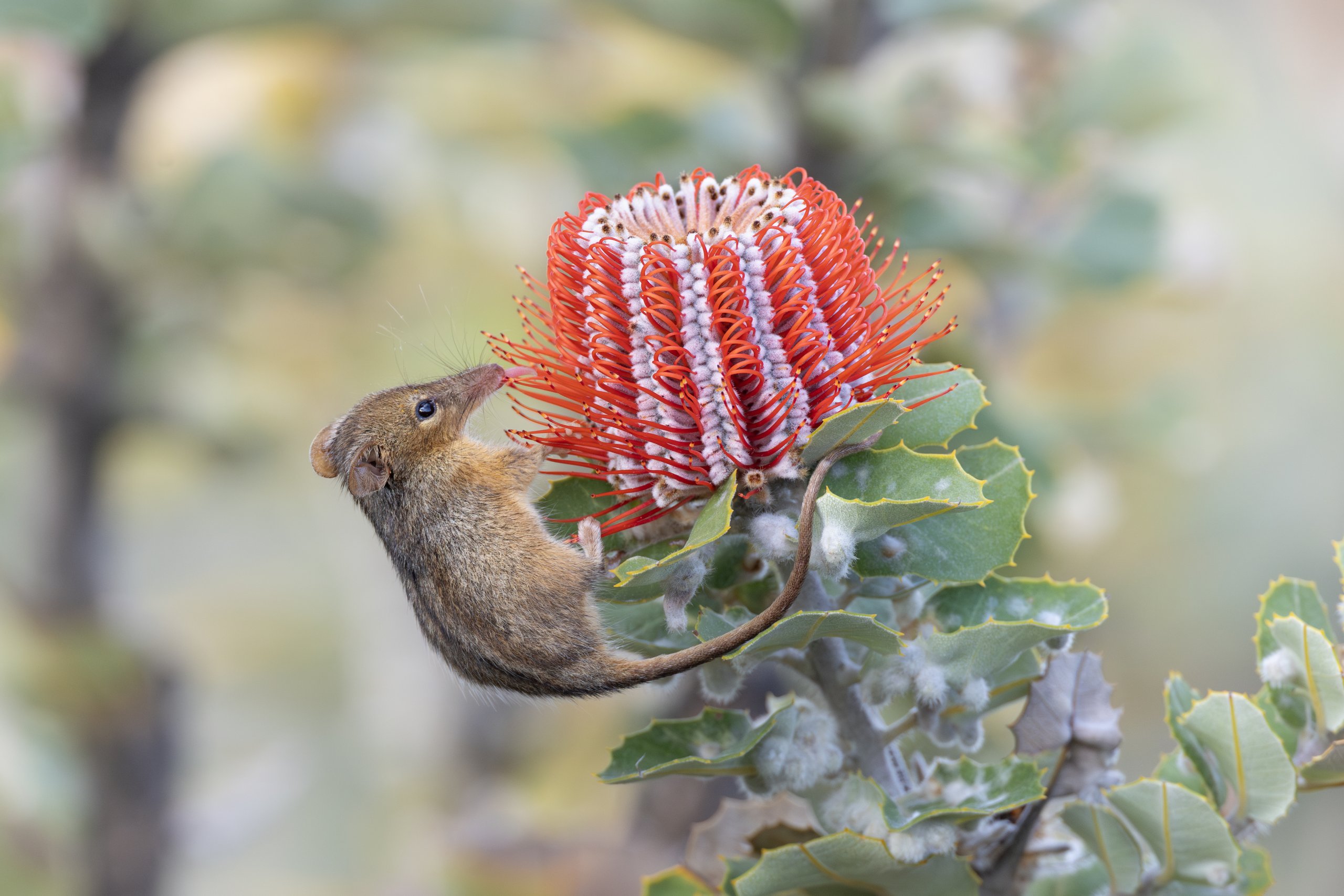 Australia Flora and Fauna
