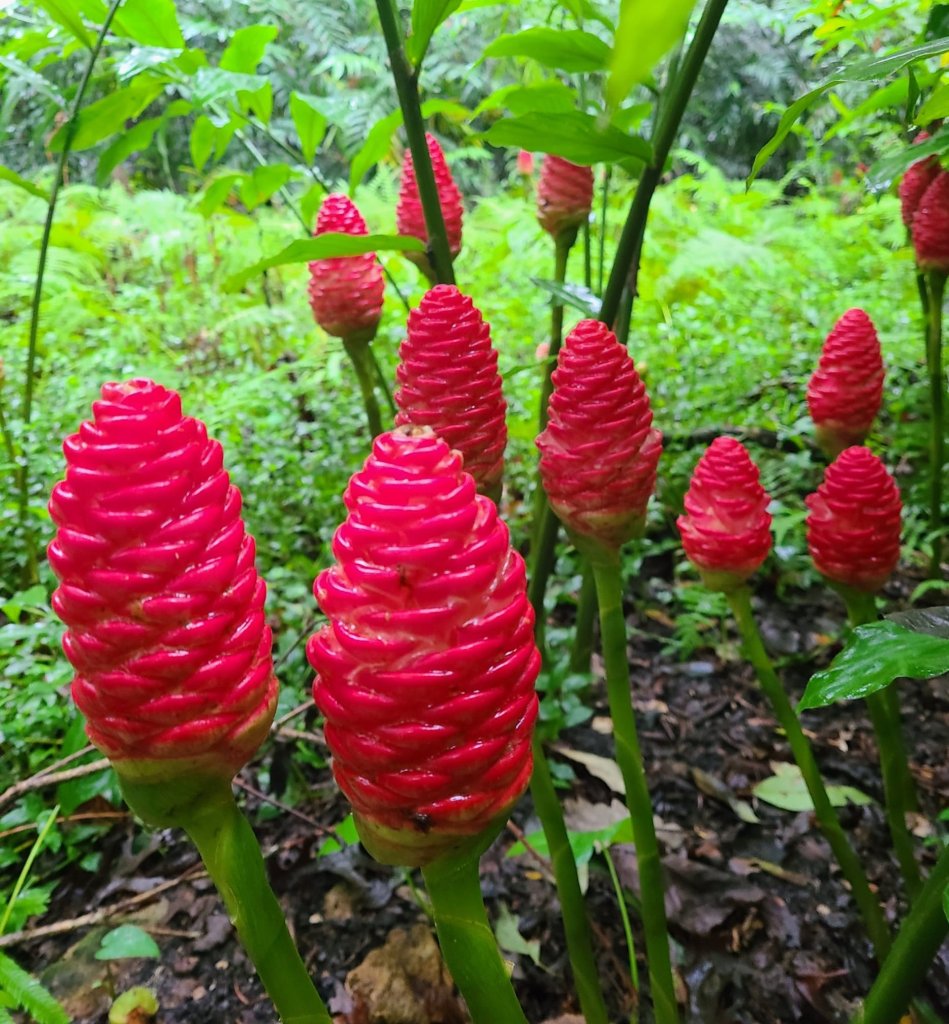 Father's Day at Kanapaha Botanical Gardens