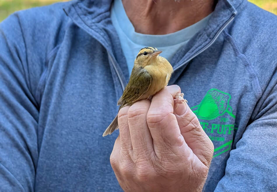 person holding a bird