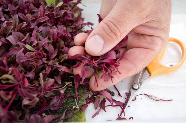 a person's fingers holding a plant