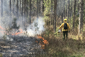 person performing a controlled burn in forest