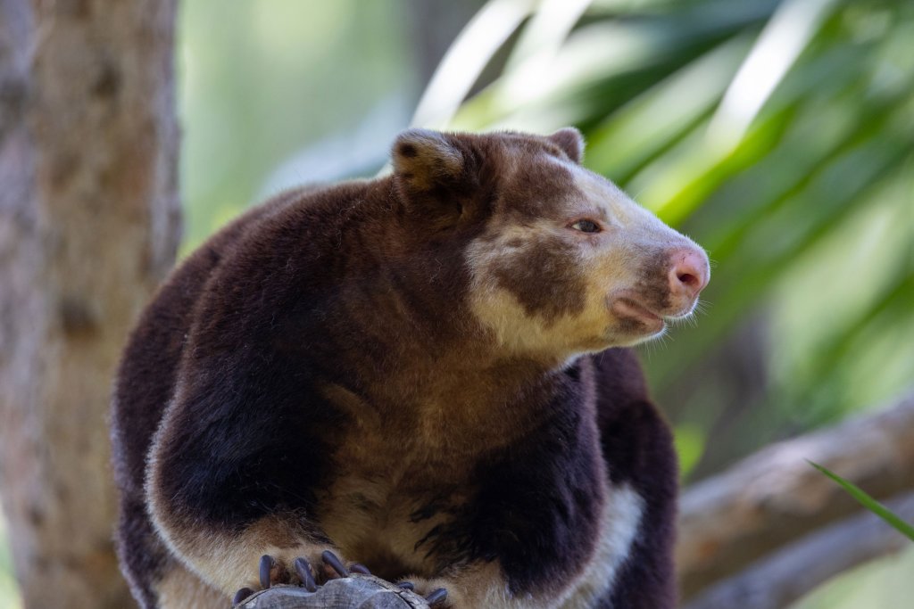 Matschie's tree kangaroo at the Santa Fe Teaching Zoo