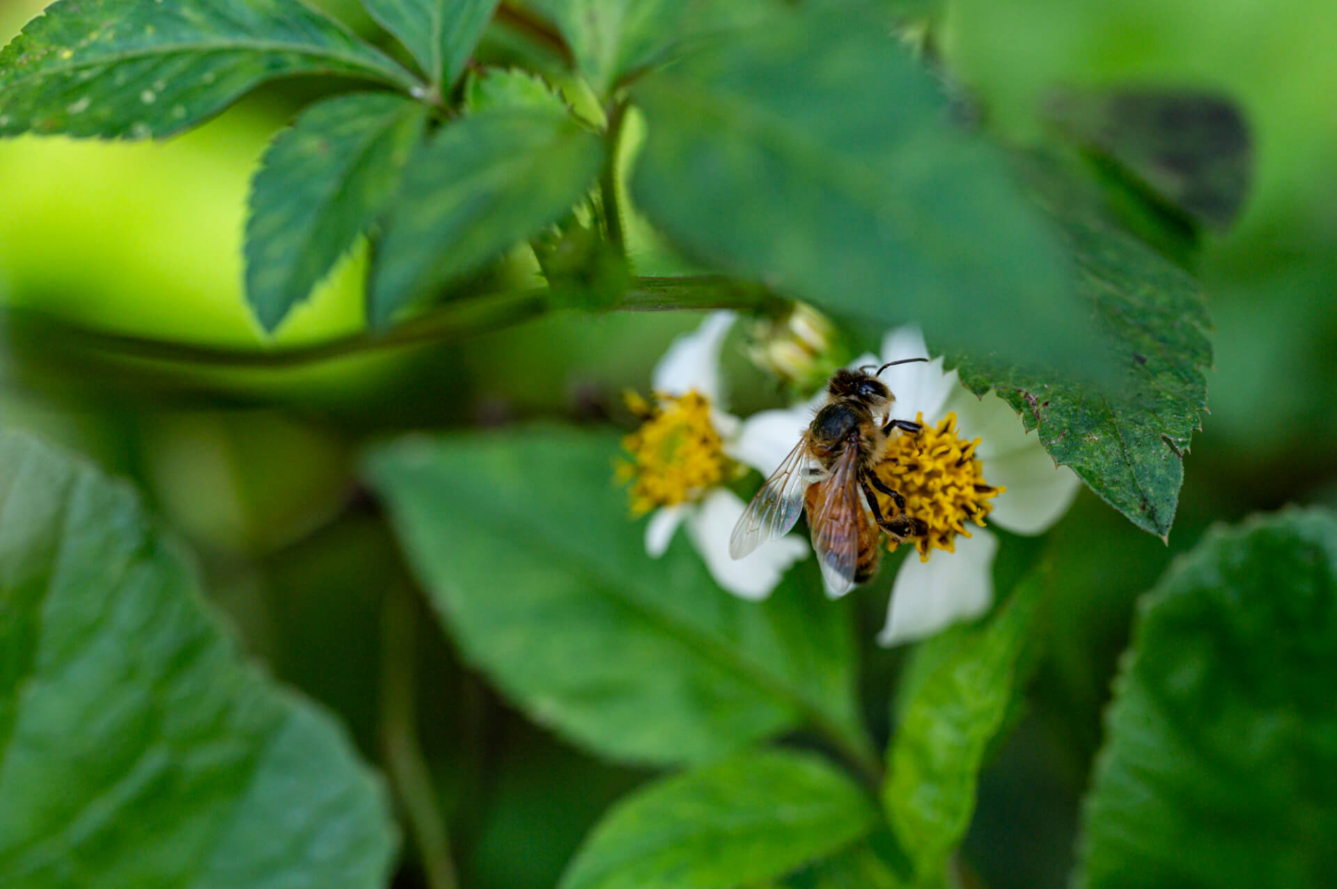 bee on a flower