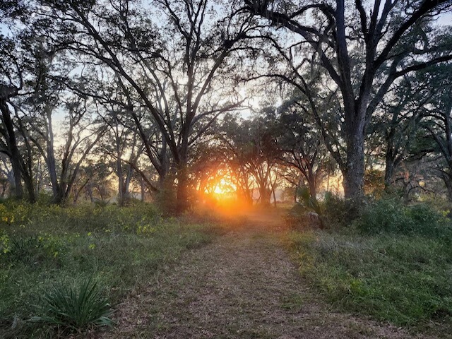 Wild Flowers Music Park