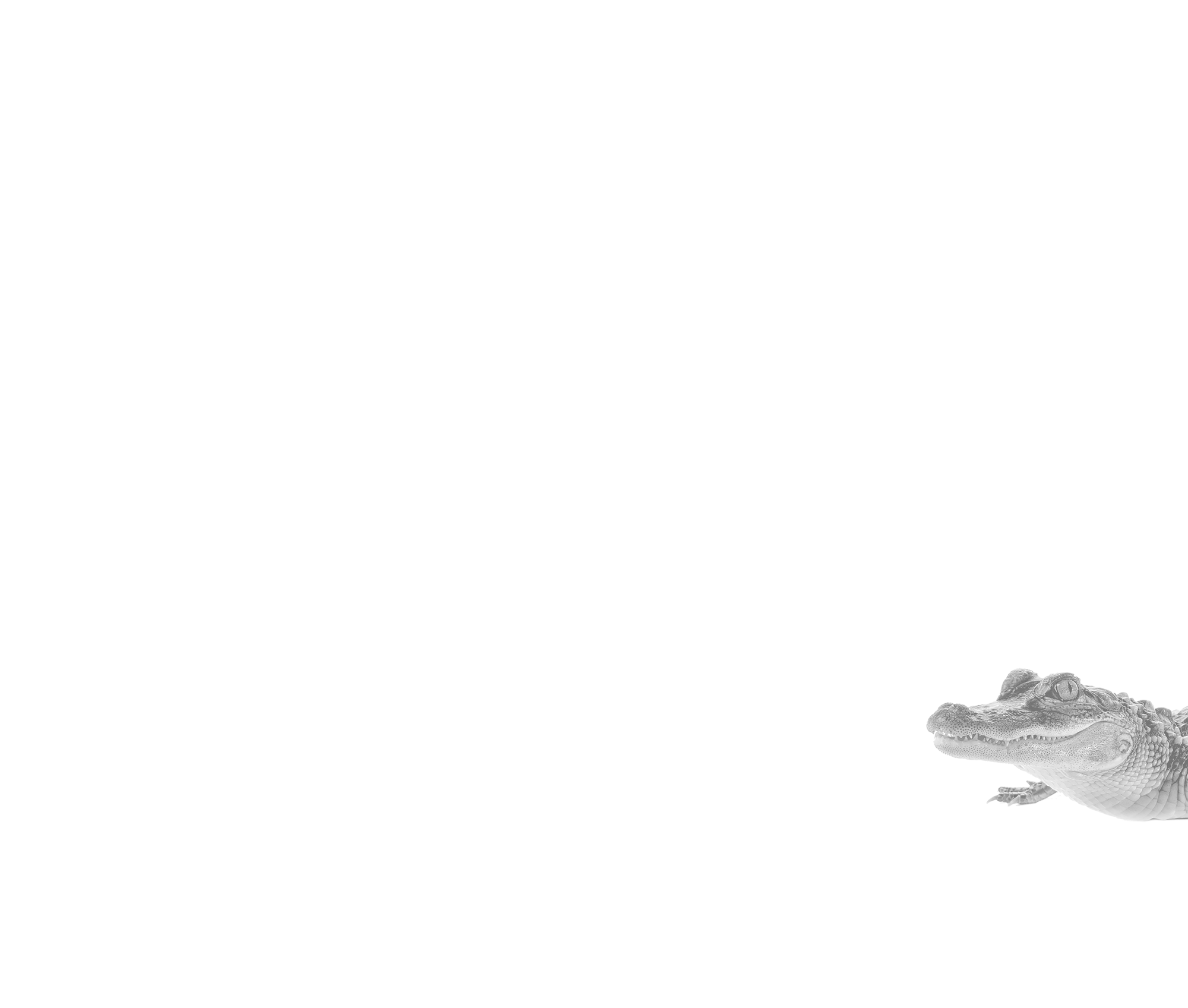 black and white alligator