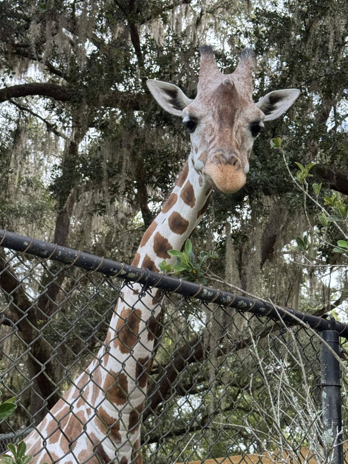 desmond the giraffe looking over a fence