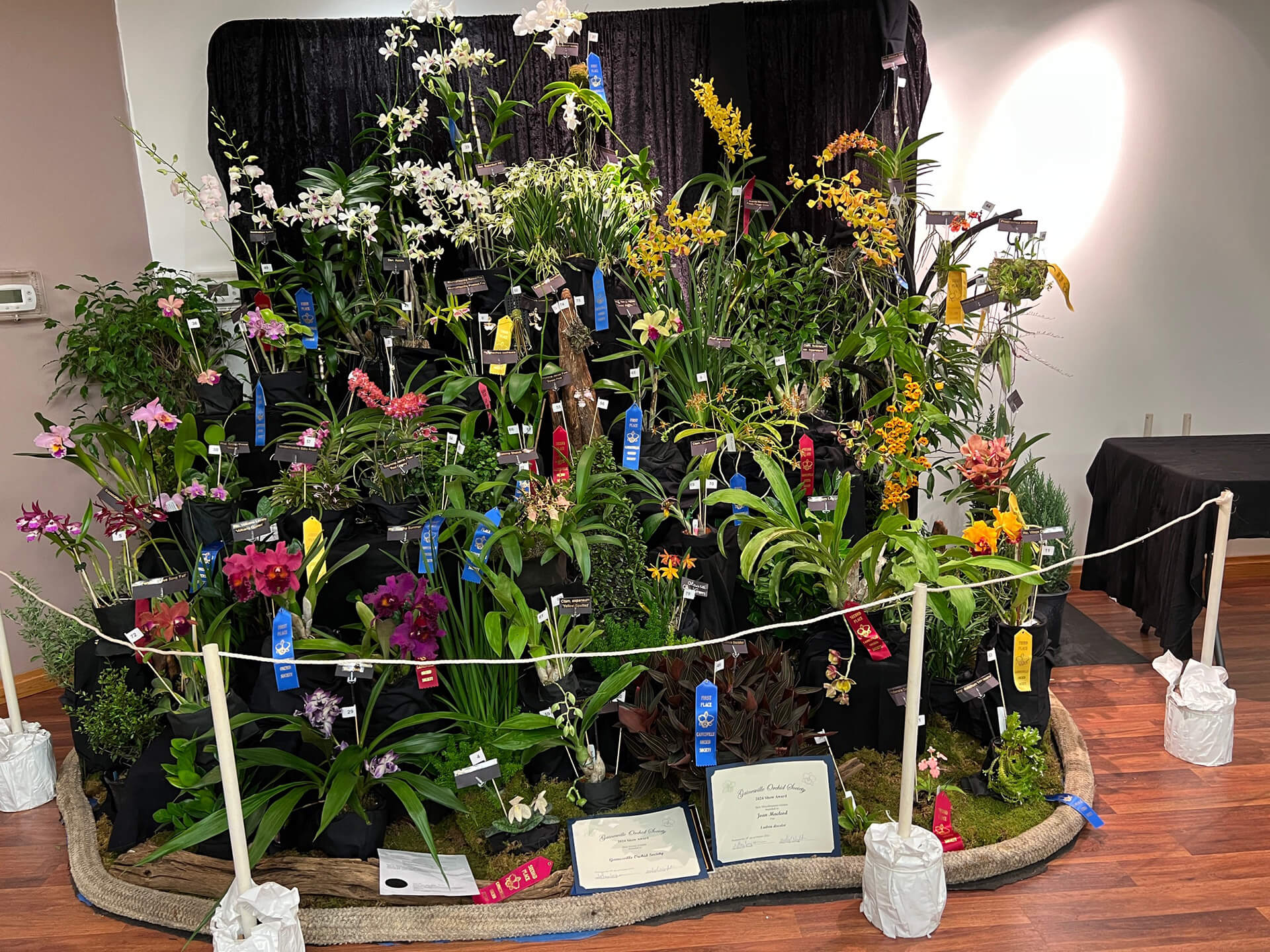 display of orchids at kanapaha botanical gardens