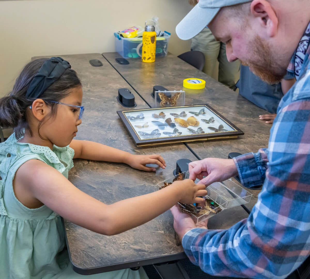 people organizing butterflies for a display