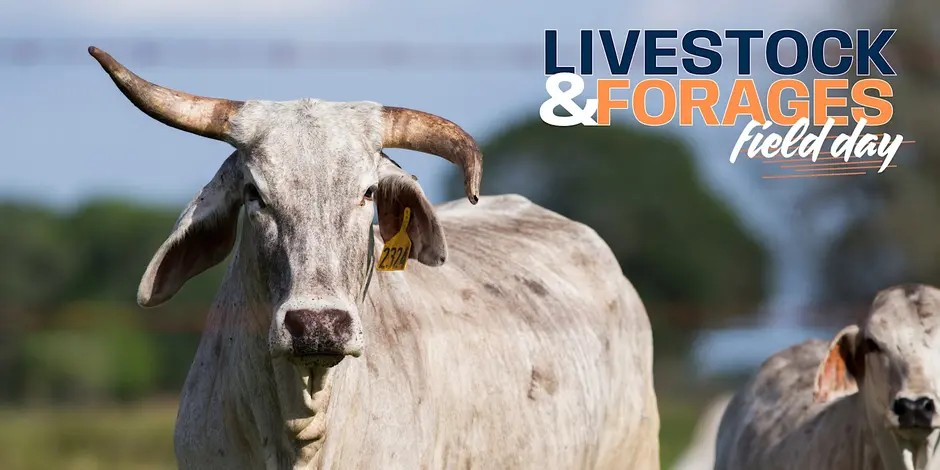 Poster for Livestock and Forages Field Day with UF/IFAS Experts