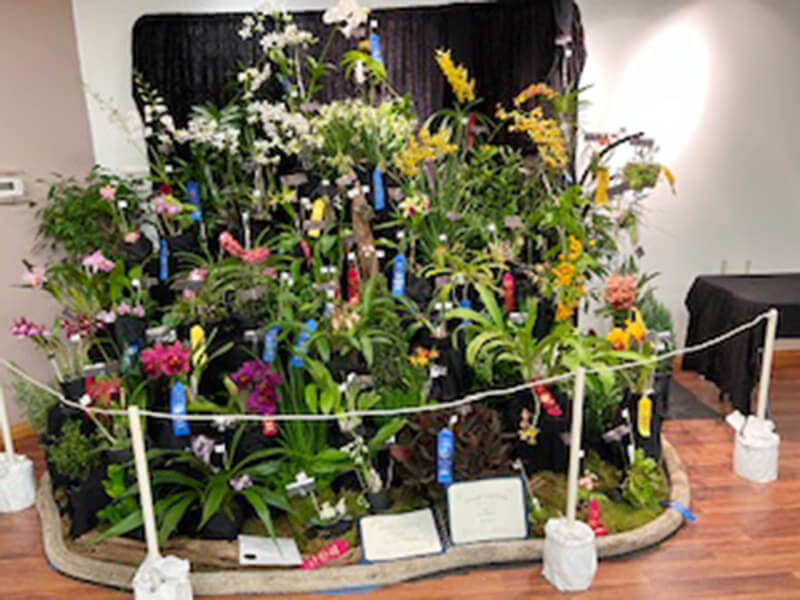 a variety of orchids on display