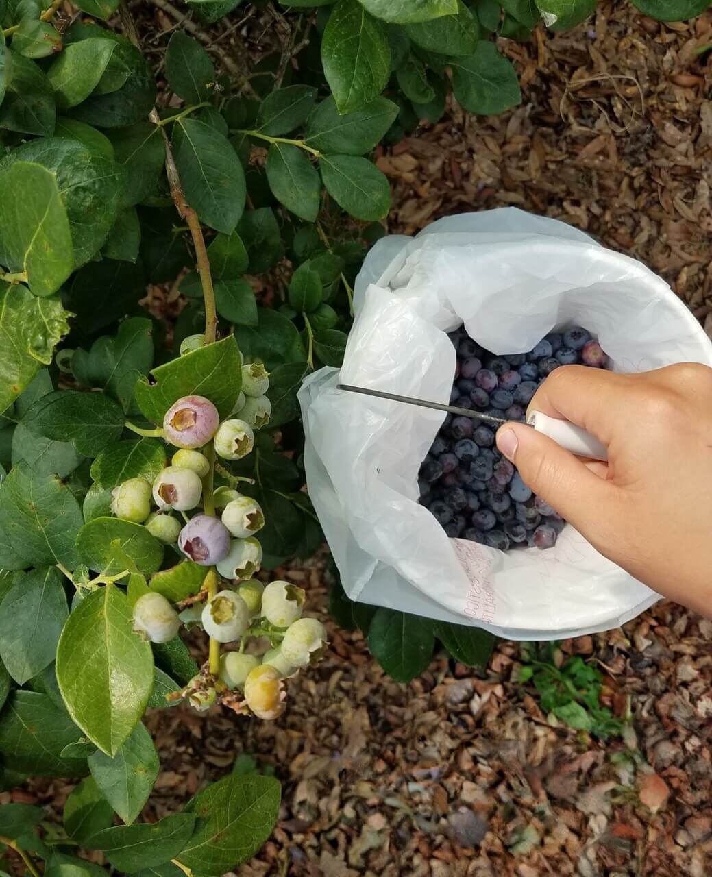 Seasonal U-Pick Farms in Gainesville & Alachua County