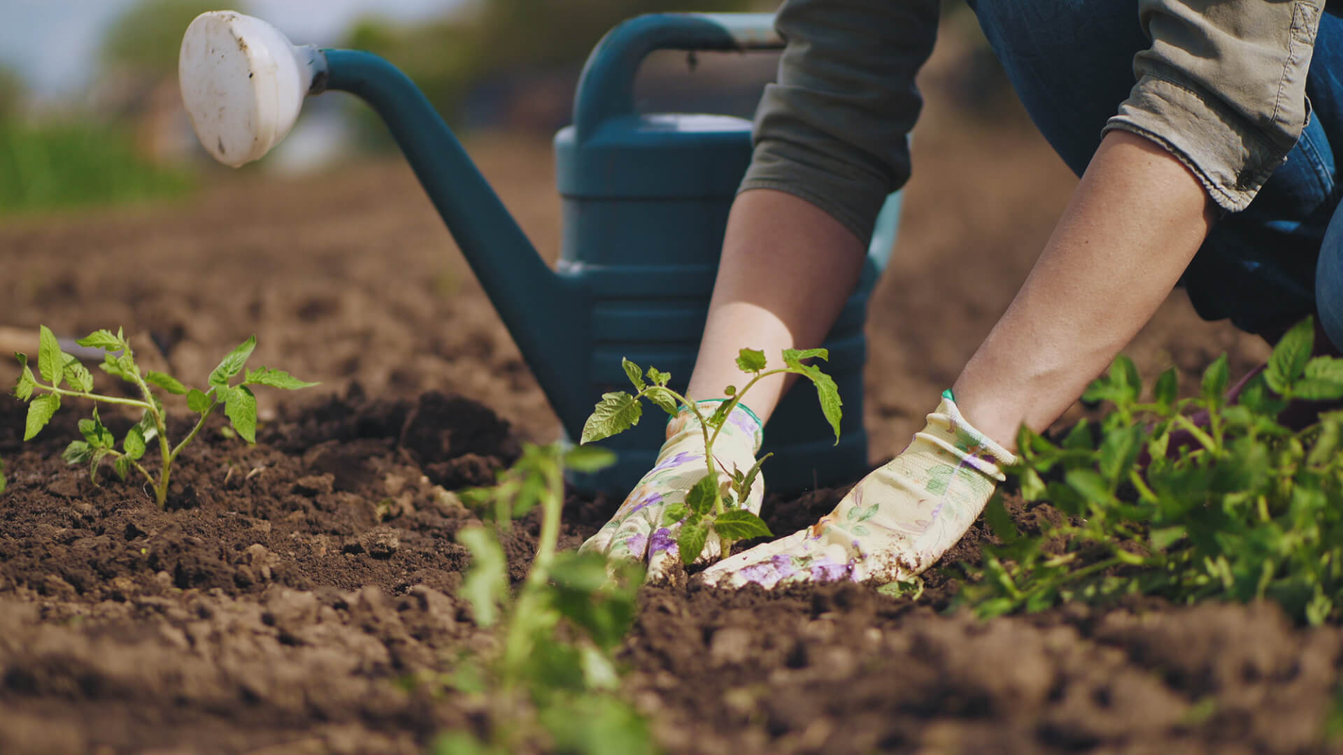 planting vegetable gardening
