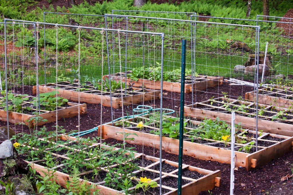 raised garden beds