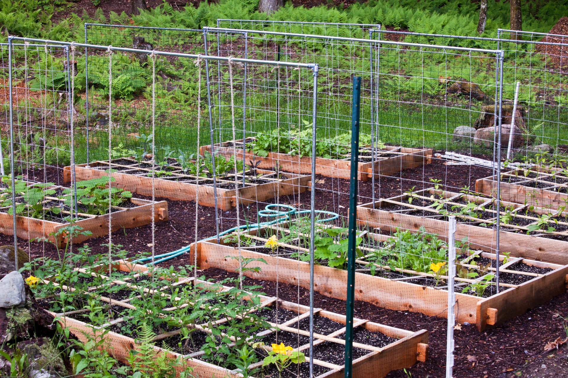 raised garden beds