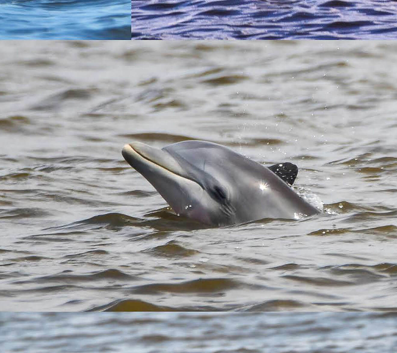 dolphin in water