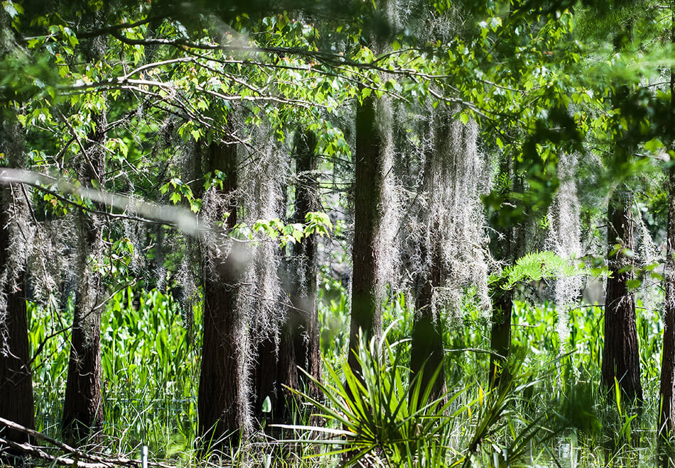 spanish moss hanging from trees