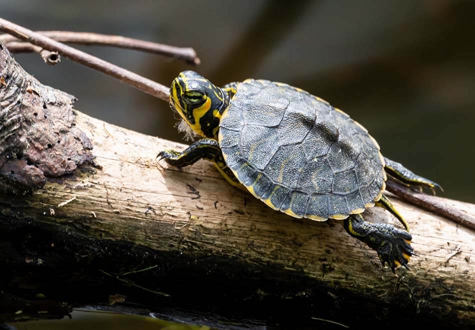 turtle on a piece of wood