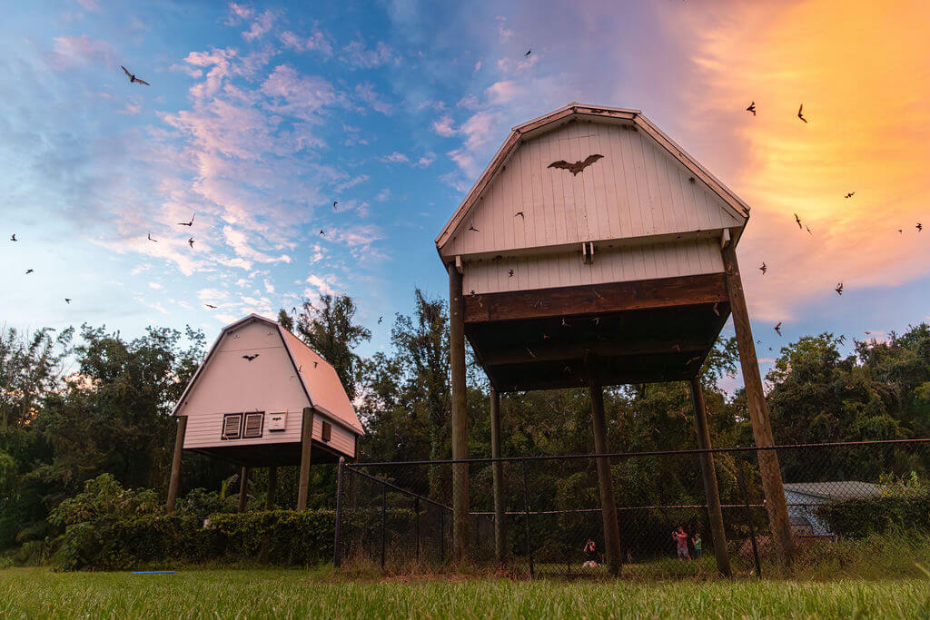 UF Bat Houses at sunset