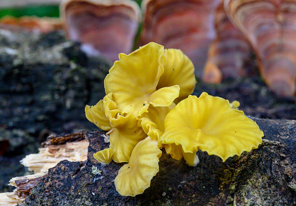 yellow mushroom